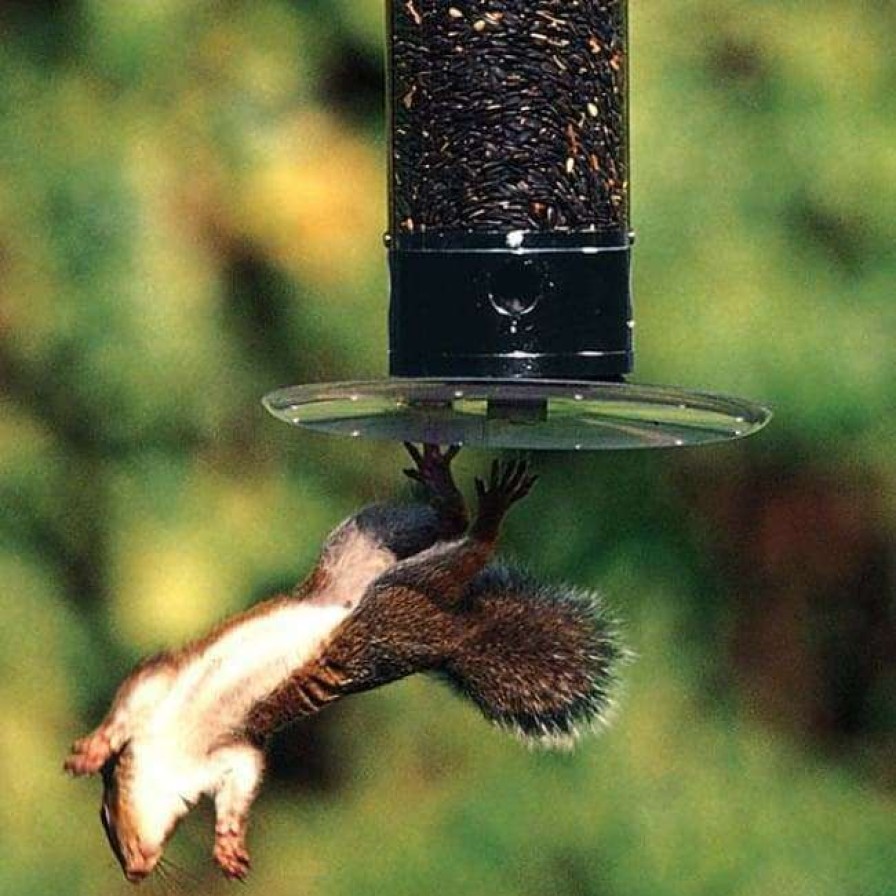 * Droll Yankees Hanging Feeders Yankee Tipper Squirrel Proof Bird Feeder | Bird Feeders