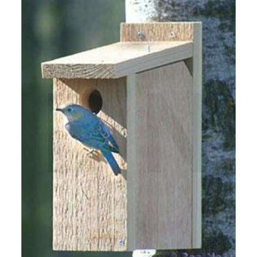 * Looker Products View Thru Bluebird House | Bird Houses