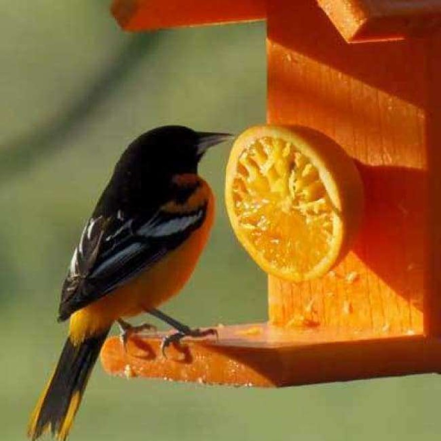 * Woodlink Going Green Recycled Plastic Oriole Fruit Feeder Hanging Feeders | Bird Feeders