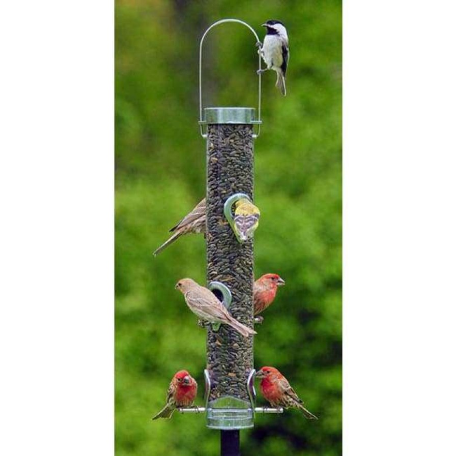 * Droll Yankees A-6 Bird Feeder | Bird Feeders