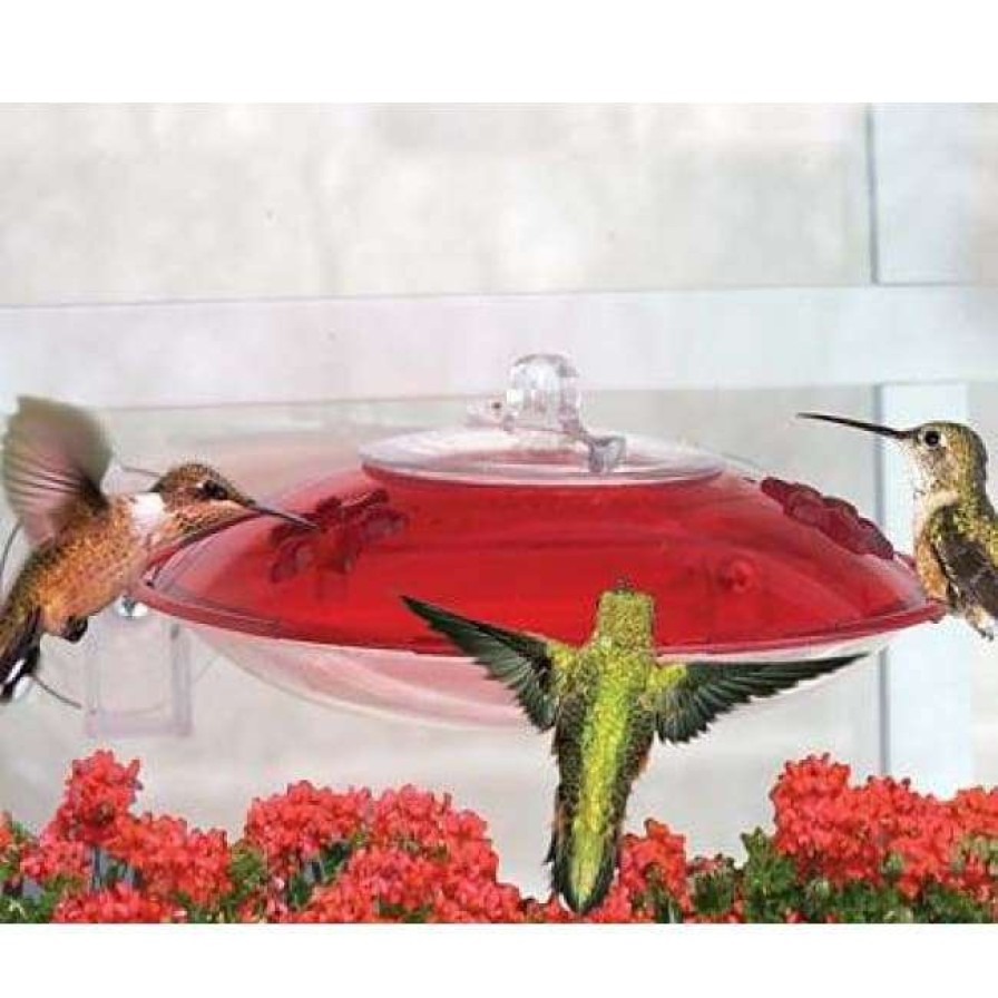 * Droll Yankees Window Hummer Iii Hummingbird Feeder Hummingbird Feeders | Bird Feeders